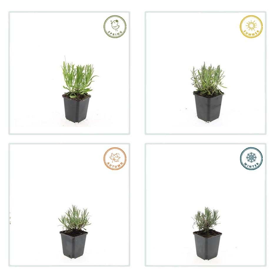 20x Lavandula ang. 'Munstead' - ↕10-25cm - Ø9cm