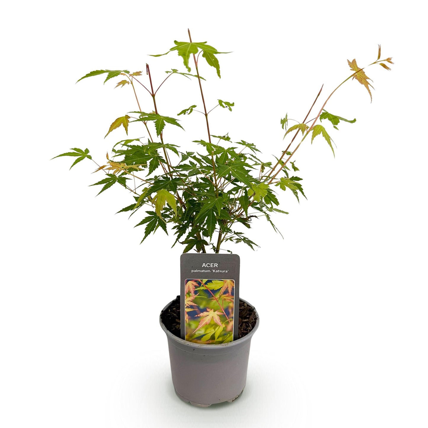 GreenboutiQ - Gartenpflanze - Acer palmatum Katsura - Orange - 1 Pflanze - Laubabwerfend - Wenig Pflege - Topf 12cm Höhe 35cm