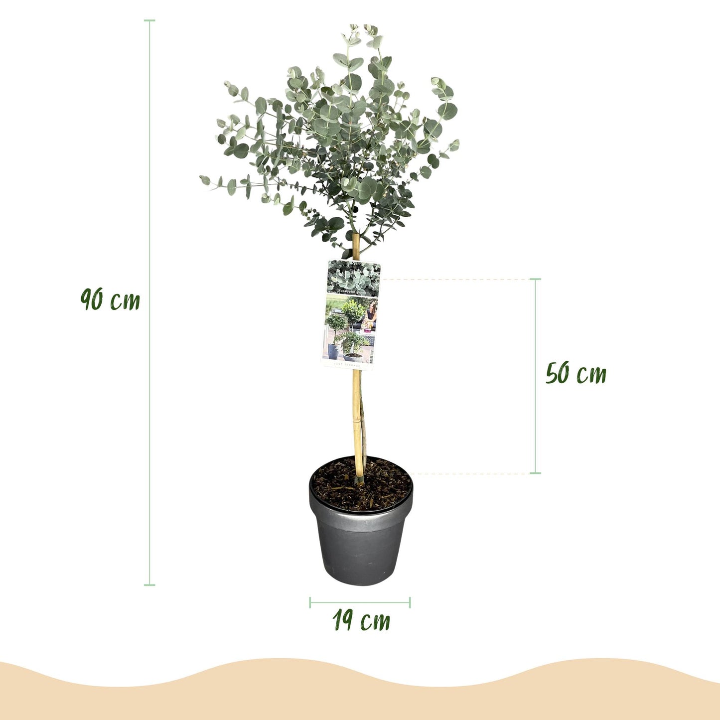 GreenboutiQ - Pflanzen auf Stamm - Eucalyptus gunni Azure - Terrassenpflanze - Immergrün - Winterhart - Graues Blatt - Topf 19 cm Höhe 90 cm