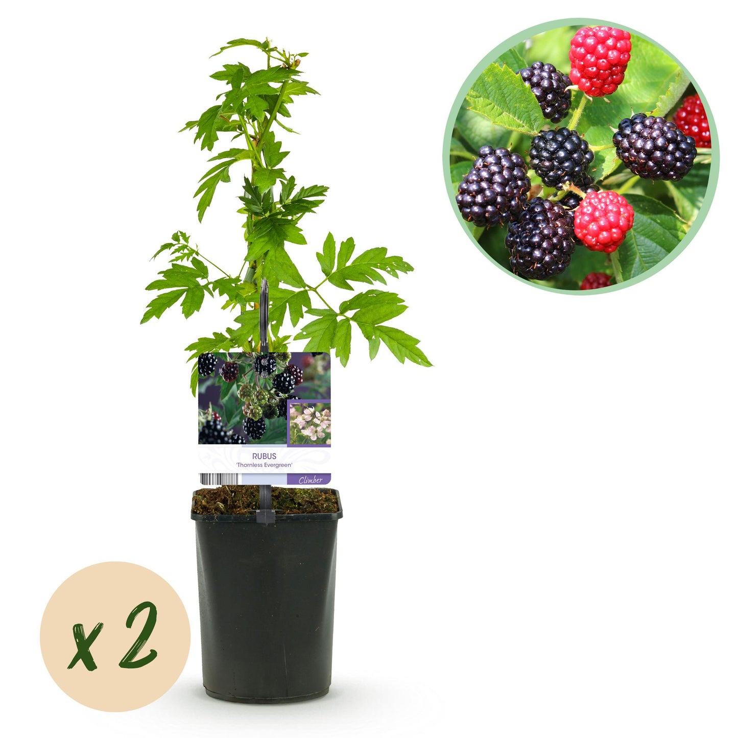 GreenboutiQ - Obstpflanze - Brombeere - Rubus Thornfree Evergreen - Schwarze Brombeere - Dornlos - 2 Pflanzen - Topf 11cm Höhe 40cm