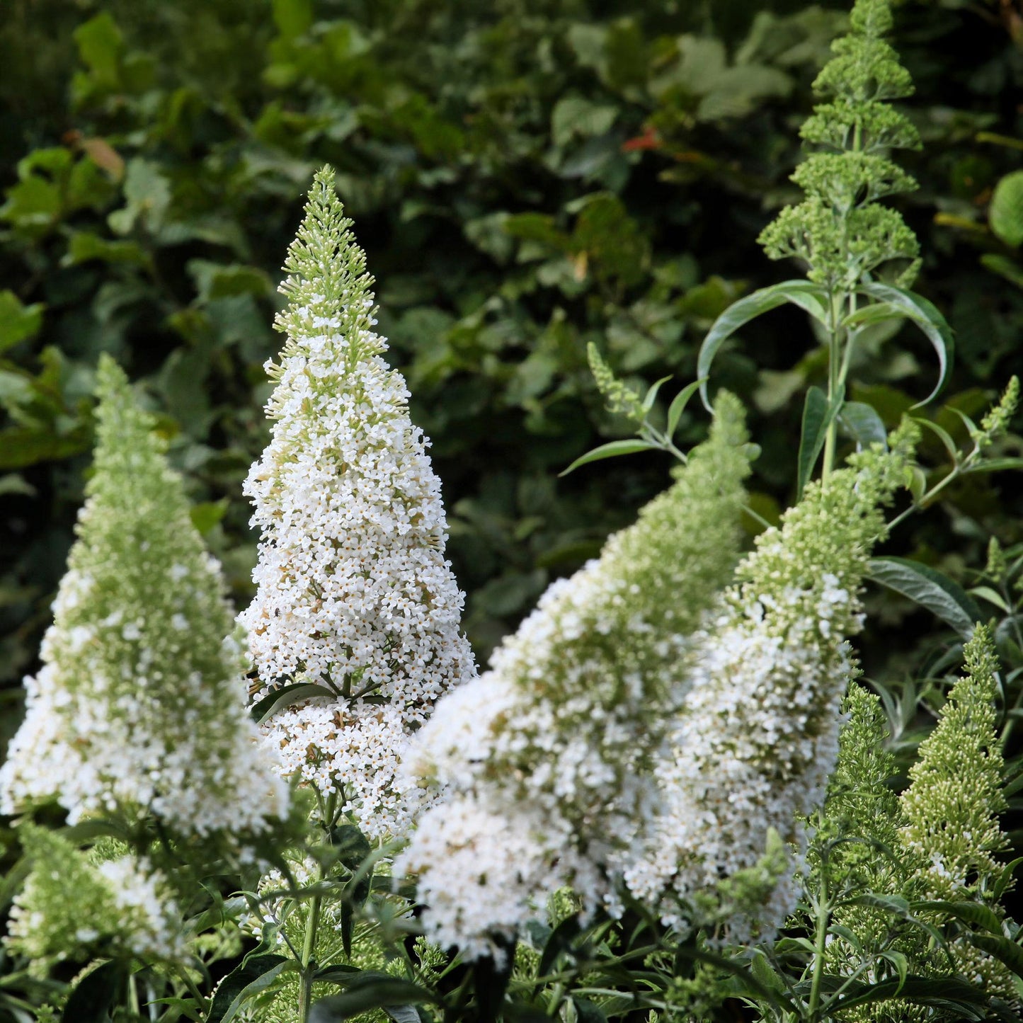 GreenboutiQ - Schmetterlingsstrauch - Buddleja davidii White Profusion - Blüte Weiß - 1 Pflanze - Laubabwerfend - Schmetterlingsanziehend - Topf 17cm Höhe 25cm