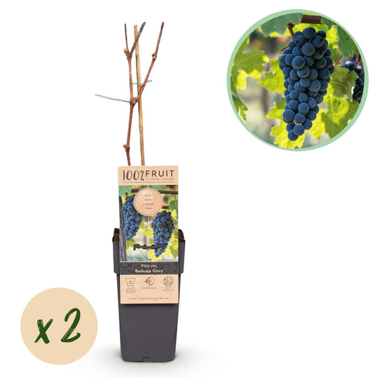 GreenboutiQ - Obstpflanze - Blaue Traube - Vitis vinifera Boskoop Glory - 2 Pflanzen - Topf 15cm Höhe 50cm