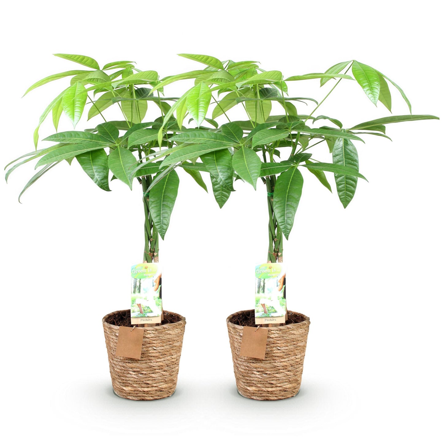 Green boutiQ - Zimmerpflanzen - Geflochtene Stamm Pachira Aquatica - Geldbaum - Wenig Pflege - mit Korb - Grün - 2 Pflanzen - Topf 17cm - Höhe 60-70cm