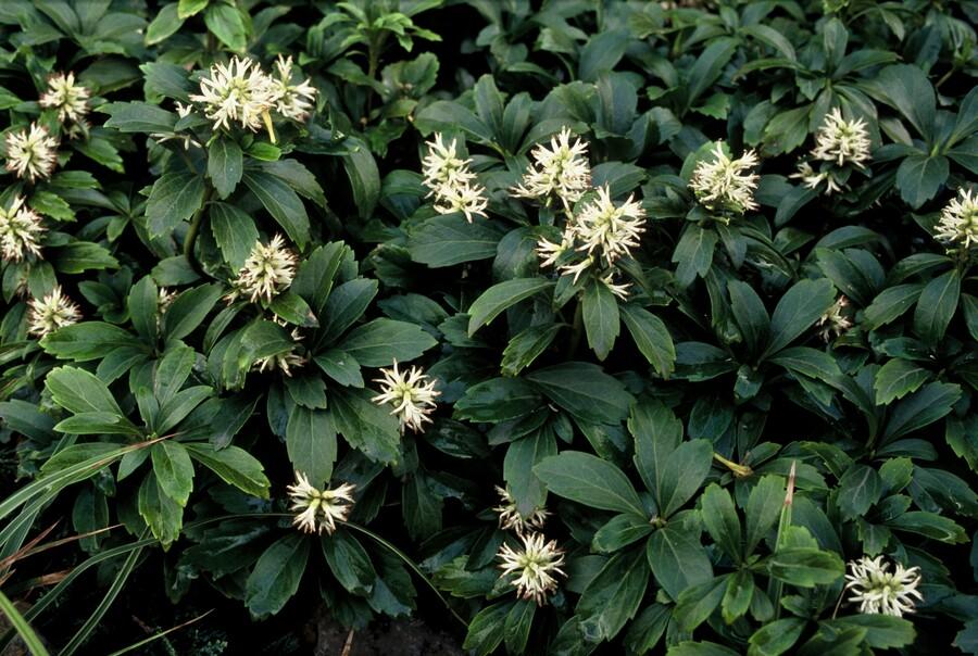 20x Pachysandra term. 'Green Sheen' - ↕10-25cm - Ø9cm