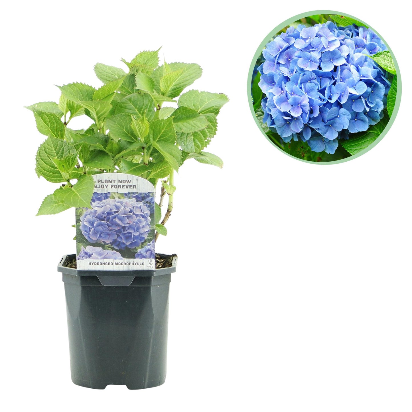 GreenboutiQ - Hortensie - Hydrangea macrophylla Blau - Blüte Blau - 1 Pflanze - Laubabwerfend - Wenig Pflege - Topf 17cm Höhe 30cm