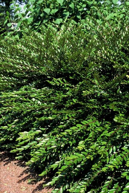 20x Lonicera pileata 'Purple Pearl' - ↕10-25cm - Ø9cm