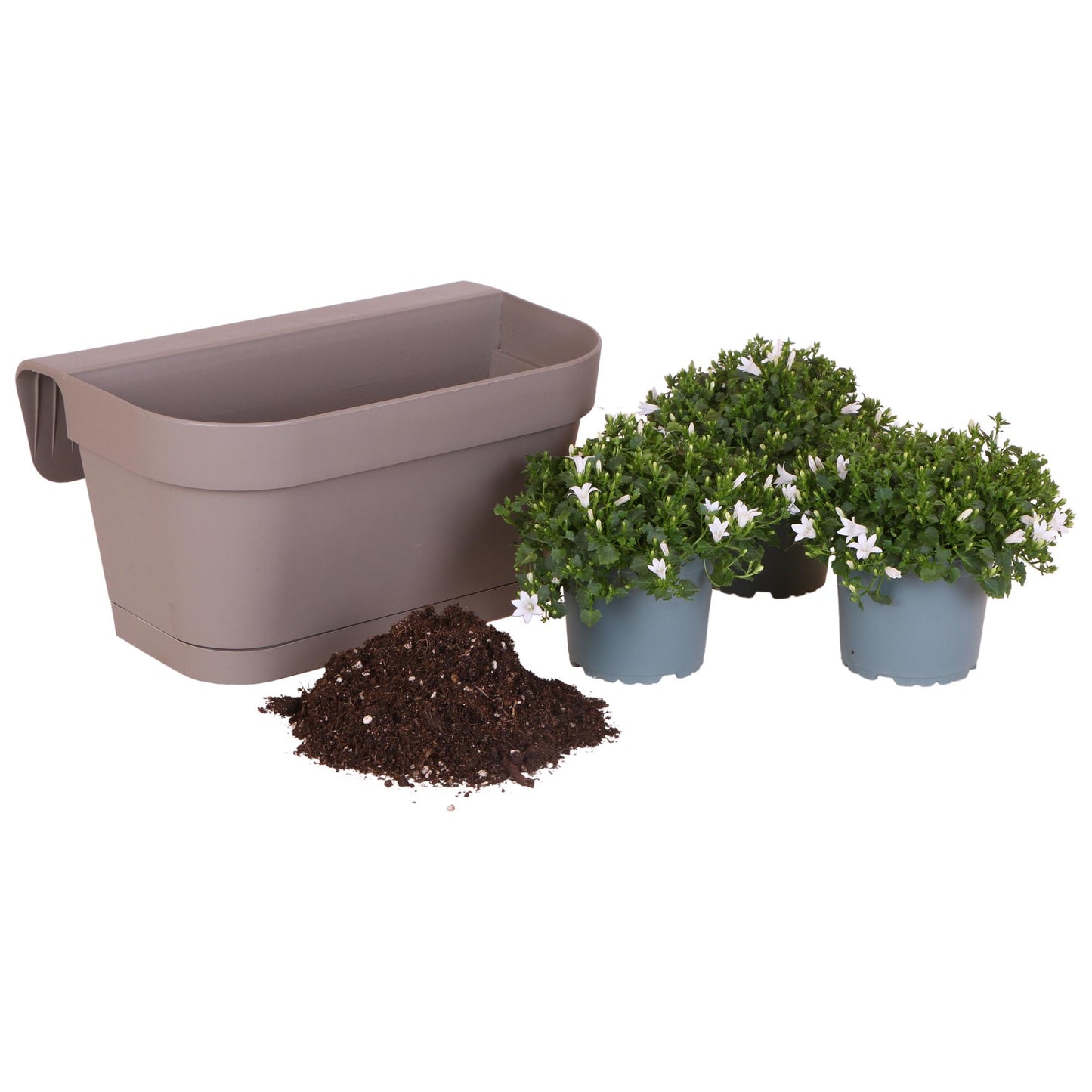 Campanula Addenda Ambella weiß - Balkonpflanzer taupe mit 3 Stück Campanula Topfgröße 12cm - Inkl. Aufhängesystem - Glockenblume weiß - Stauden - Gartenpflanzen