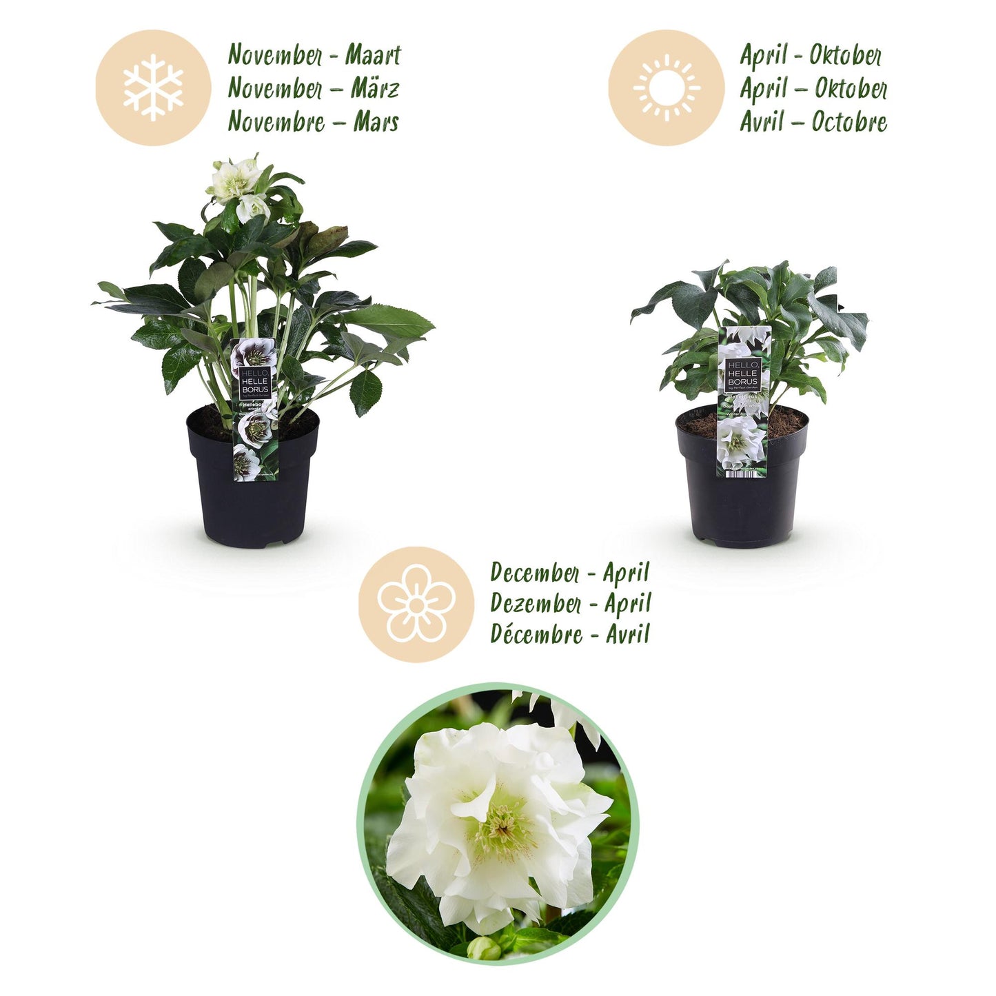 GreenboutiQ - Gartenpflanze - Lenzrose - Helleborus orientalis Double Ellen White - Weiße Blüte - 2 Pflanzen - Immergrün - Topf 14cm Höhe 35cm