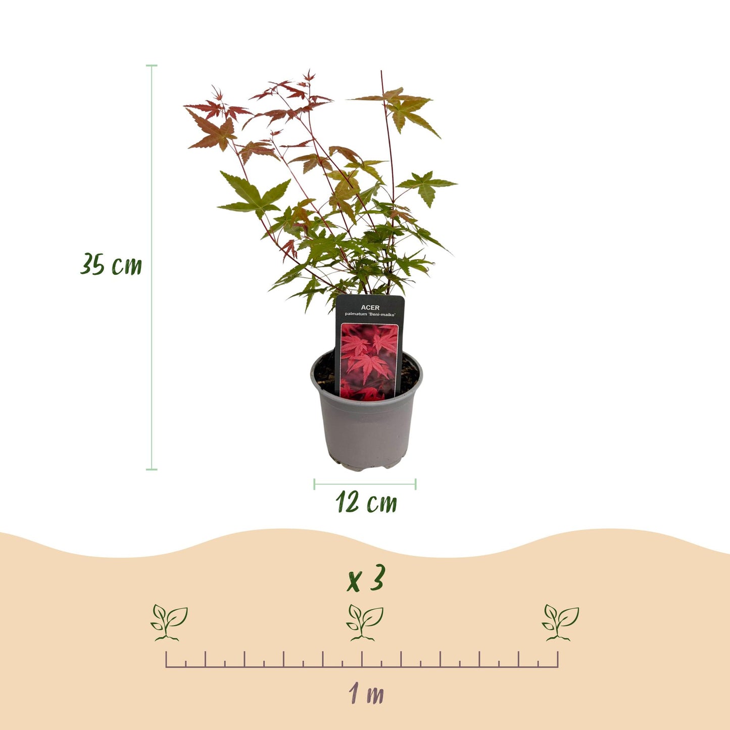 GreenboutiQ - Gartenpflanze - Acer palmatum Beni-maiko - Rot - 1 Pflanze - Laubabwerfend - Wenig Pflege - Topf 12cm Höhe 35cm