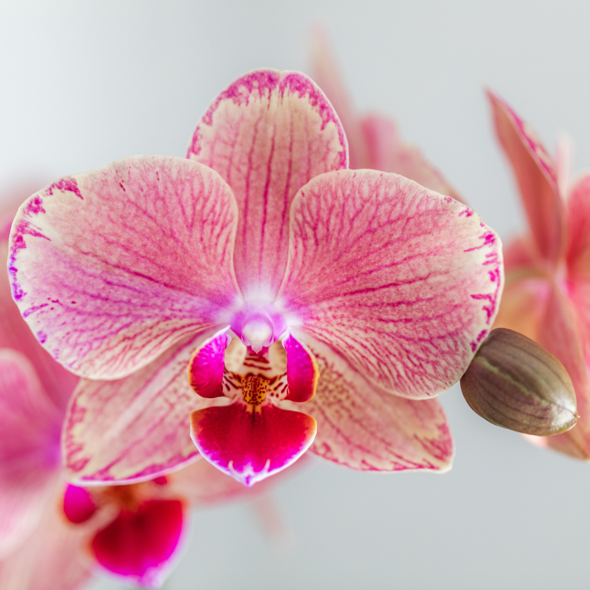 Kolibri Orchids | KOMBI-ANGEBOT von 4 Phalaenopsis-Orchideen - Pirate Picotee - Topfgröße Ø12cm | Blühende Zimmerpflanze - Frisch vom Züchter