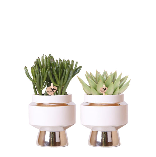 Kolibri Greens | Rhipsalis 2er Set Pflanzen in silbernen Le Chic Ziertöpfen - Keramik Topfgröße Ø9cm