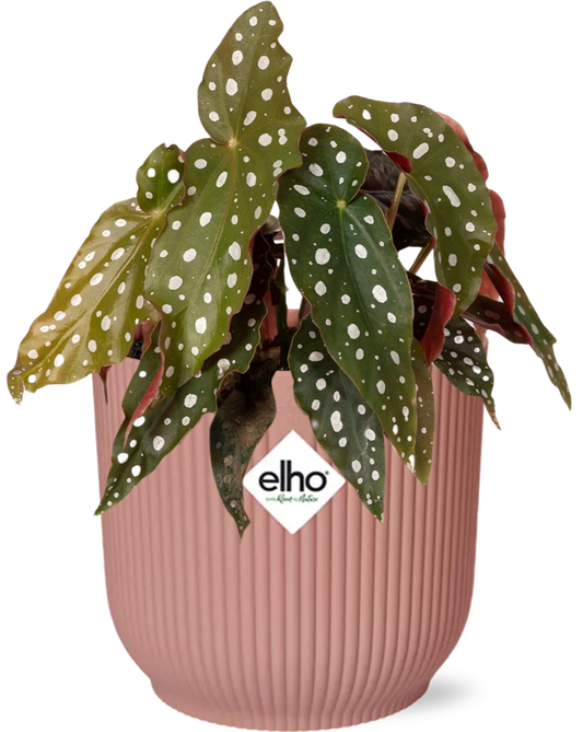 Easter - Begonia Maculata + ELHO Vibes Fold 14cm roze