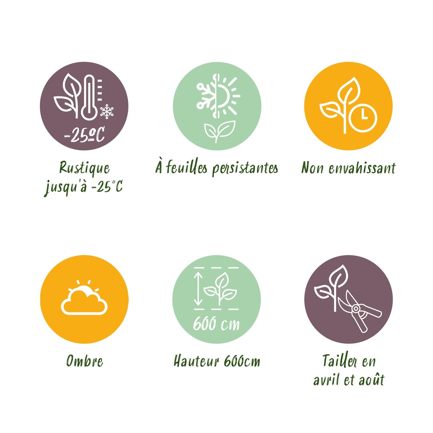GreenboutiQ - Heckenpflanzen - Cupressocyparis leylandii - Blatt grün - 8 Pflanzen - 1 laufender Meter - immergrün - Topf 9cm Höhe 35-40cm