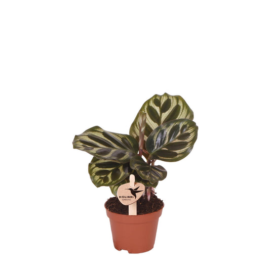 Kolibri Greens | Grüne Pflanze - Calathea Makoyana - Grüne Zimmerpflanze - Frisch vom Züchter  - Ø6cm