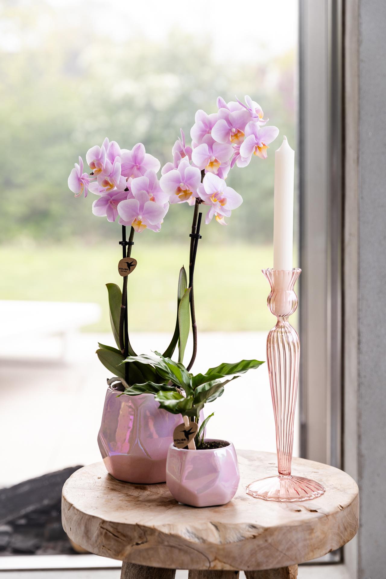 Kolibri Orchids | Rosa Phalaenopsis Orchidee - Andorra - Topfgröße Ø9cm | blühende Zimmerpflanze - frisch vom Züchter
