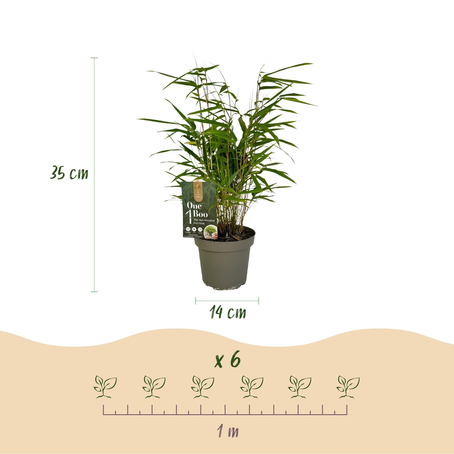 GreenboutiQ - Bambus - Fargesia rufa - Grün - 2 Pflanzen - Immergrün - Wuchernd- Topf 14cm Höhe 35cm