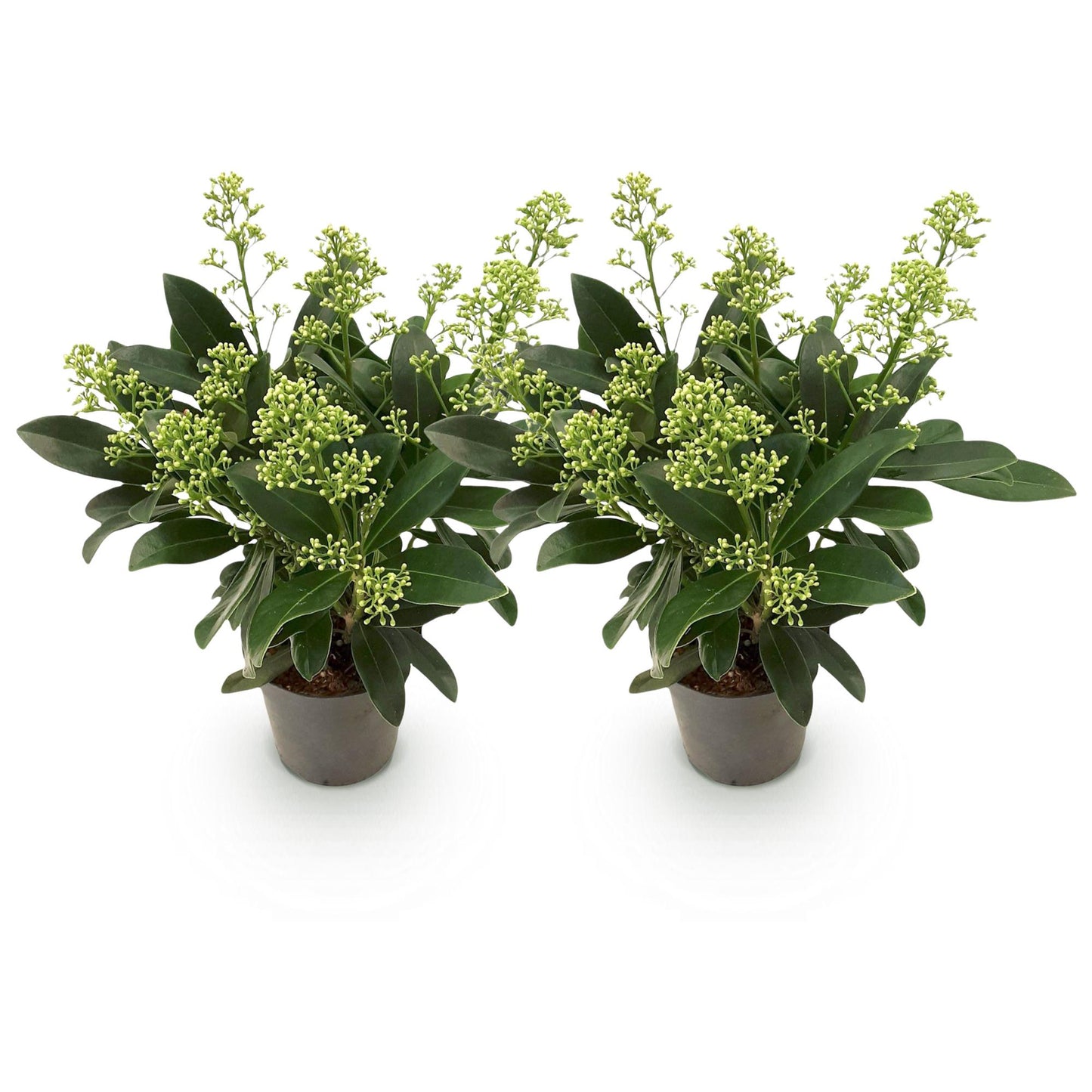 GreenboutiQ - Terrassenpflanze - Skimmia japonica Finchy - Blüte Weiß - 10+ Blüten - 2 Pflanzen - Winterhart - Topf 10,5cm Höhe 25cm