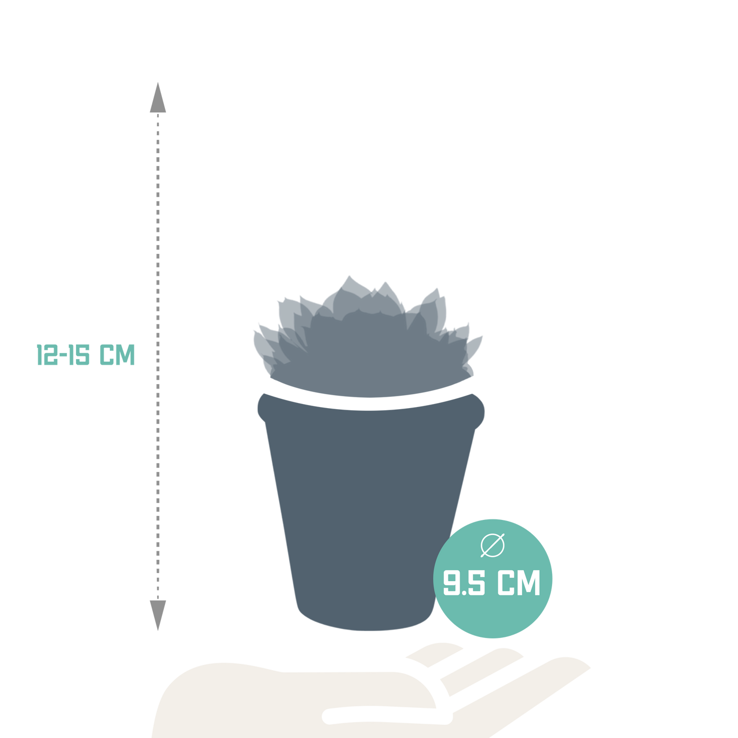Echeveria-Mischung 8,5 cm - 3x - in terracotta pot