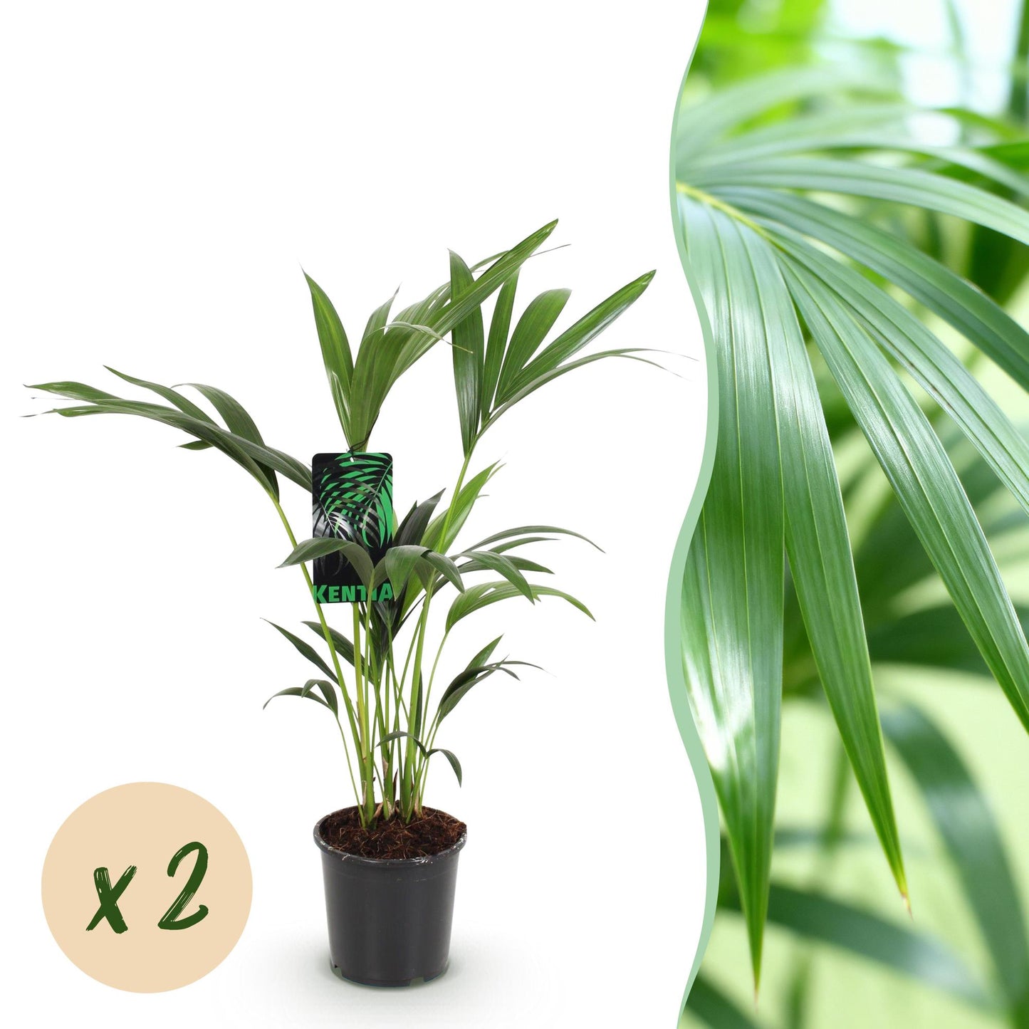 Green boutiQ - Zimmerpflanze - Howea Forsteriana - Kentia-Palme - Wenig Pflege - Grün - 2 Pflanzen - Topf 17cm - Höhe 70-75cm