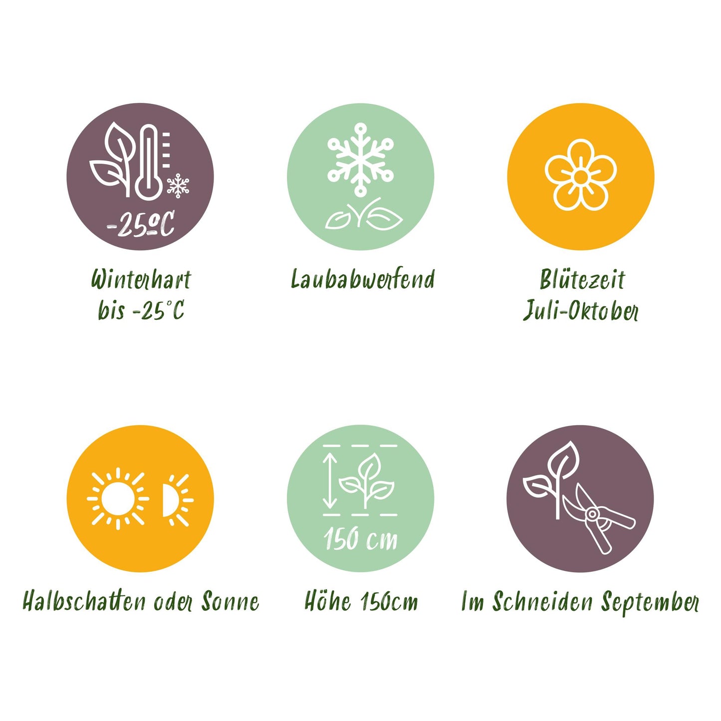 GreenboutiQ - Rispenhortensie - Hydrangea arborescens Annabelle - Blüte Weiß - 1 Pflanze - Laubabwerfend - Große Blüten - Topf 17cm Höhe 50cm