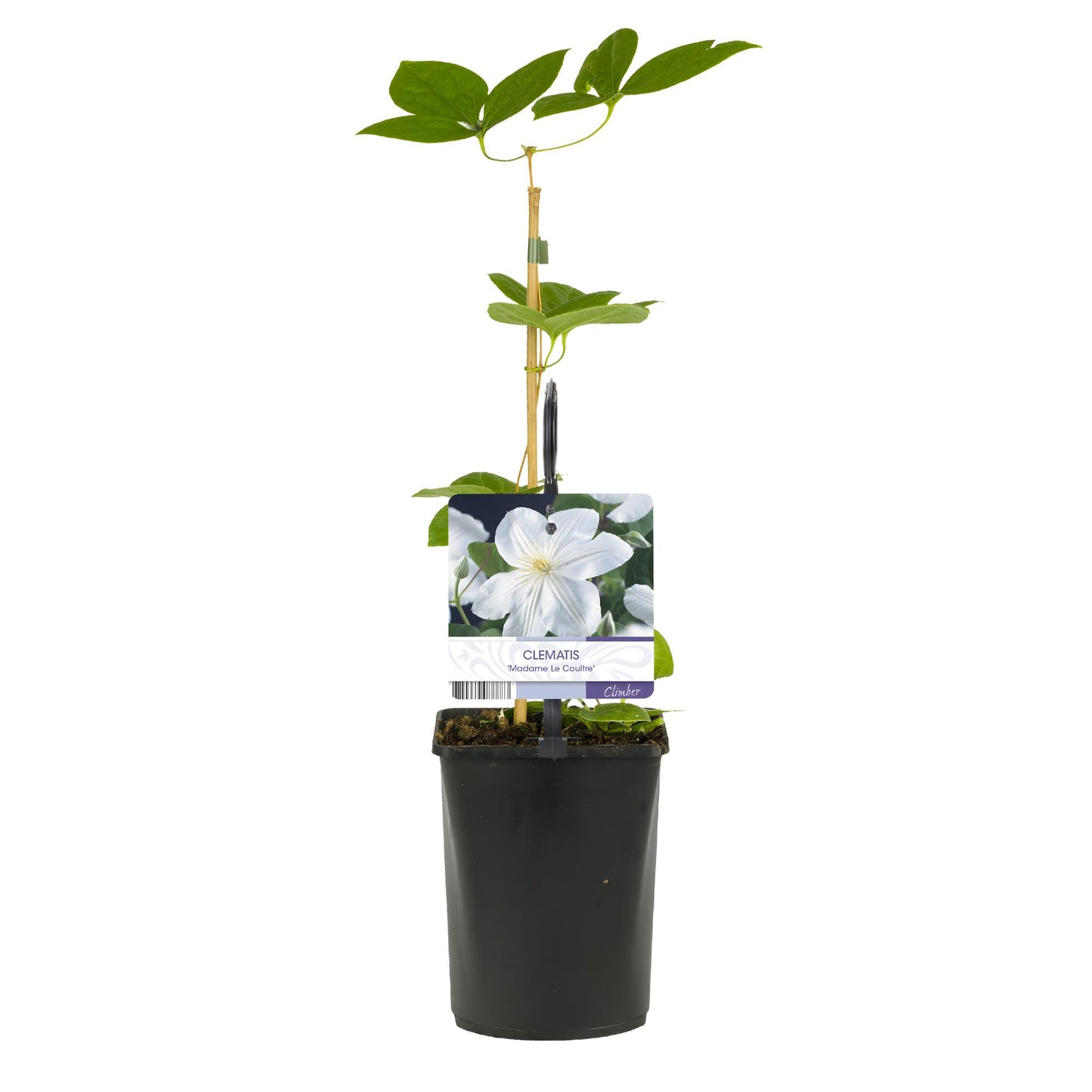 GreenboutiQ - Kletterpflanze - Clematis Madame Le Coultre - blühend weiß - Wenig Pflege - 2 Pflanzen - Topf 11cm Höhe 40cm