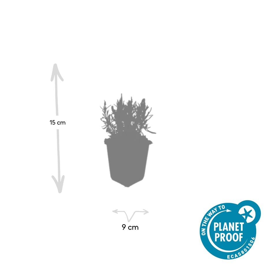 40x Lavandula ang. 'Munstead' - ↕10-25cm - Ø9cm