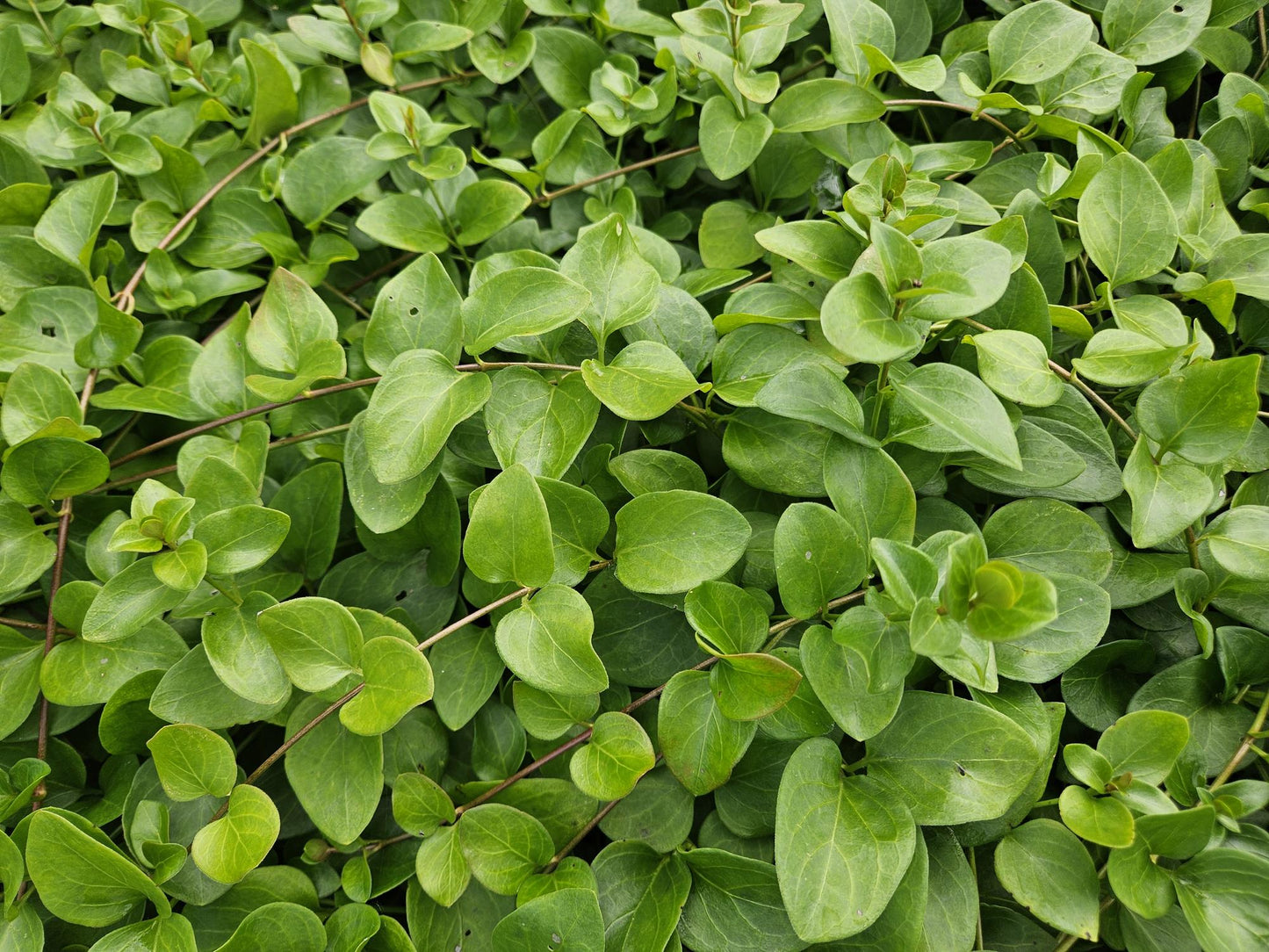 40x Vinca major 'Alba' - ↕10-25cm - Ø9cm
