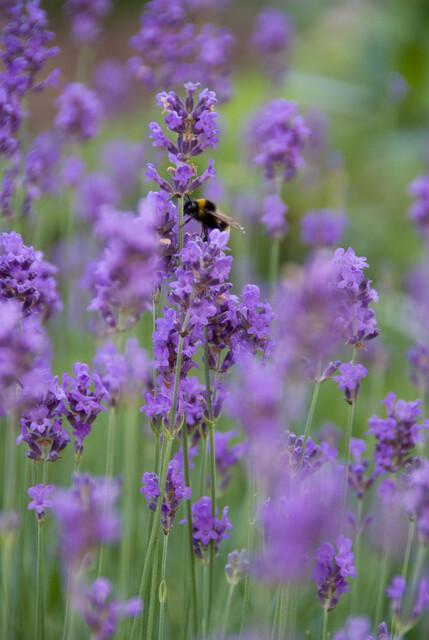 40x Lavandula ang. 'Munstead' - ↕10-25cm - Ø9cm