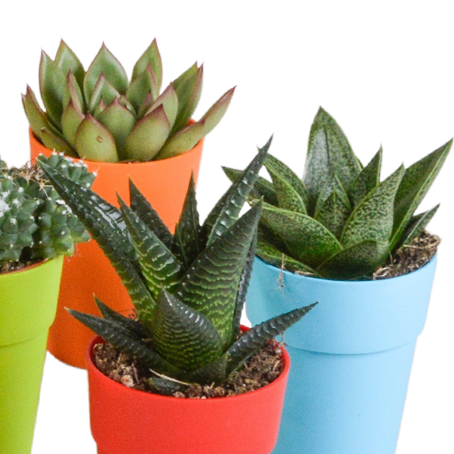Cactus en vetplanten Mischung 5,5 cm | 15 stück - in gekleurde plasticpot