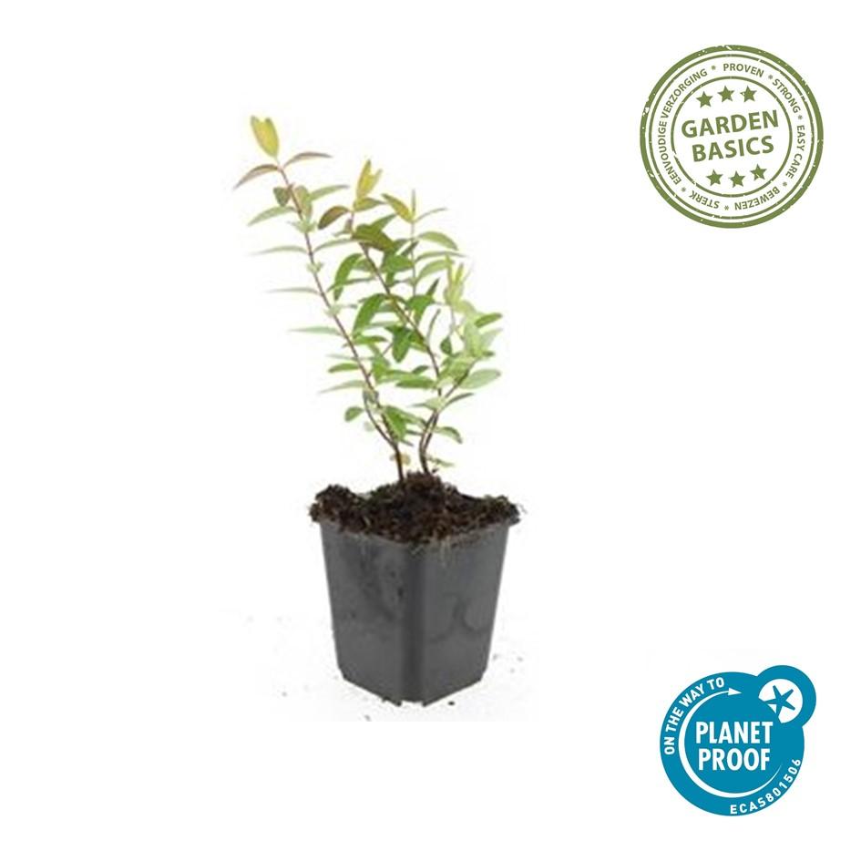 40x Hypericum 'Hidcote' - ↕10-25cm - Ø9cm
