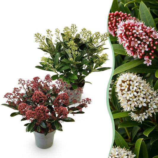 GreenboutiQ - Terrassenpflanze - Skimmia japonica Duo - Blüte Weiß & Rot - 15+ Blumen - 2 Pflanzen - Winterhart - Topf 15cm Höhe 30cm