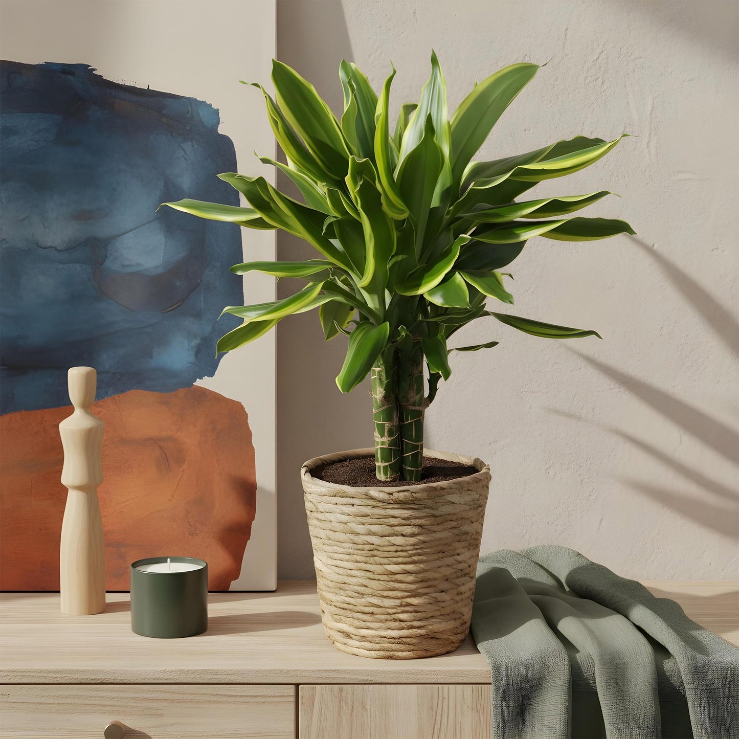 Green boutiQ - Zimmerpflanzen - Dracaena fragrans Golden Coast - Drachenbaum - Wenig Pflege - mit Korb - Bunt - 1 Pflanze - Topf 17cm - Höhe 50-55cm