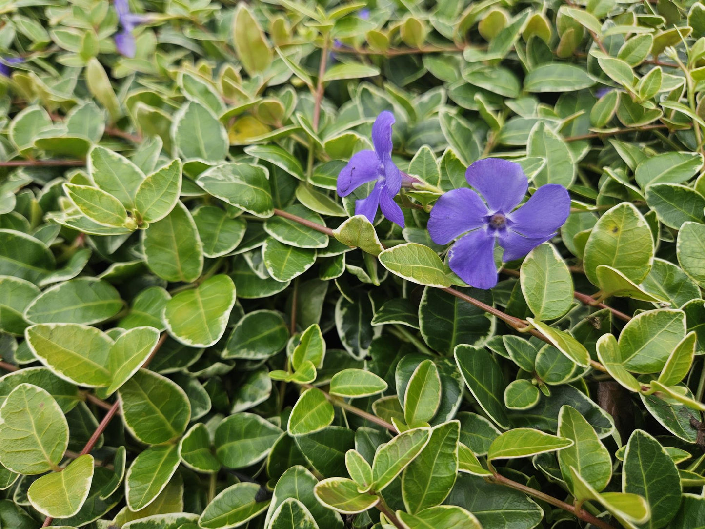 20x Vinca minor 'Ralph Shugert' - ↕10-25cm - Ø9cm