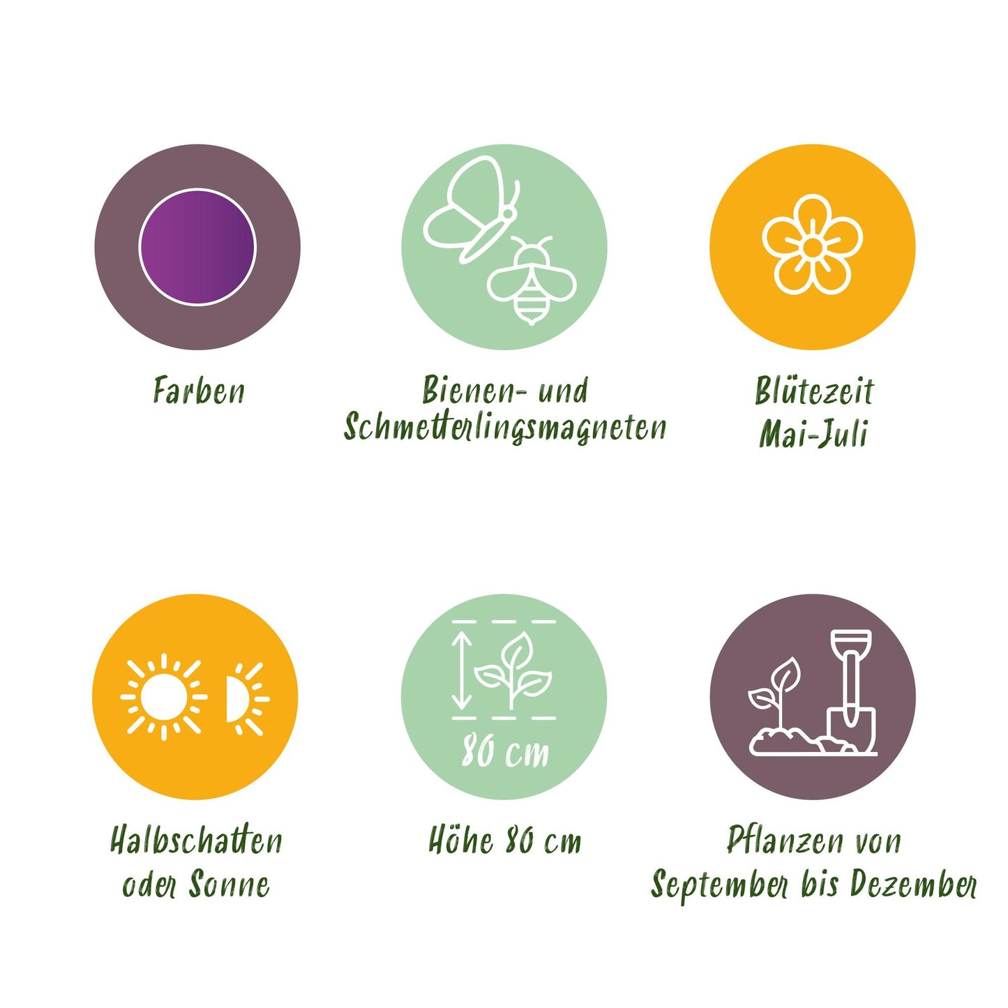 GreenboutiQ - Blumenzwiebeln - Allium Purple Sensation - Farbe Lila - 15 Stück - Zwiebelgröße 10/12 - XXL Pack