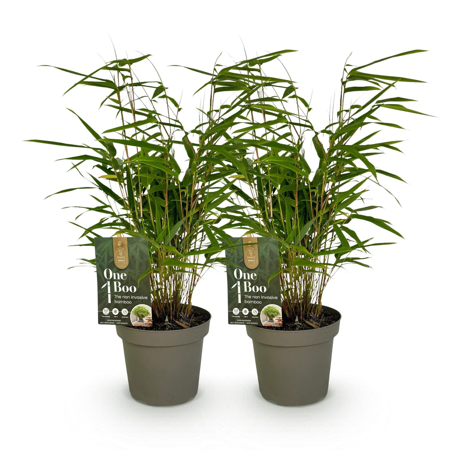GreenboutiQ - Bambus - Fargesia rufa - Grün - 2 Pflanzen - Immergrün - Wuchernd- Topf 14cm Höhe 35cm