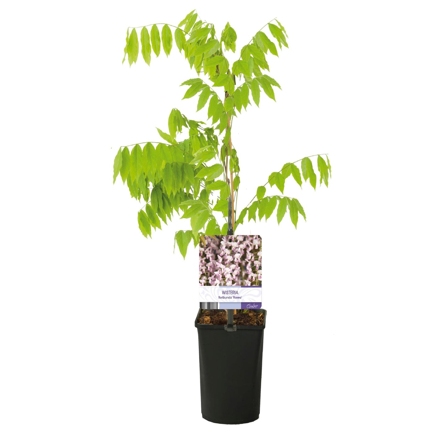 GreenboutiQ - Blauregen - Wisteria floribunda Rosea - Blüte rosa - 1 Pflanze - Topf 11cm Höhe 40cm