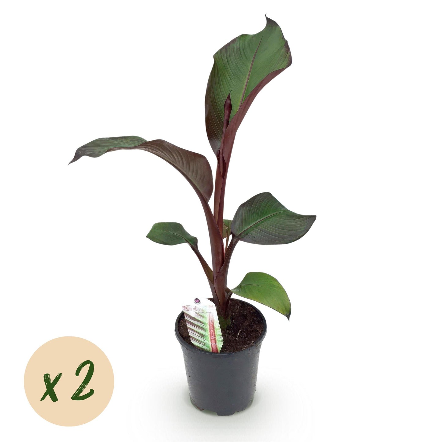 GreenboutiQ - Obstpflanze - Bananenpflanze - Ensete ventricosum Maurelli - Winterhart - 2 Pflanzen - Topf 17cm Höhe 40cm