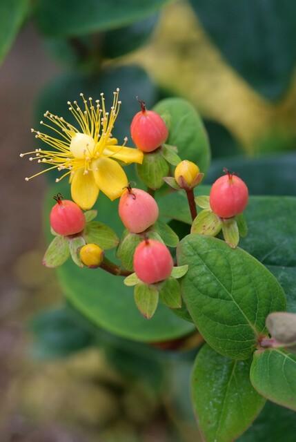 40x Hypericum inodorum 'Annebel' - ↕10-25cm - Ø9cm