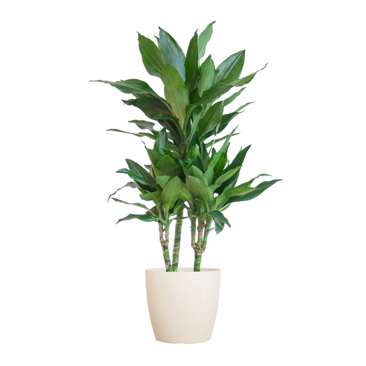 Dracaena  Janet Lindt mit Viber Weiß - 95cm - Ø21