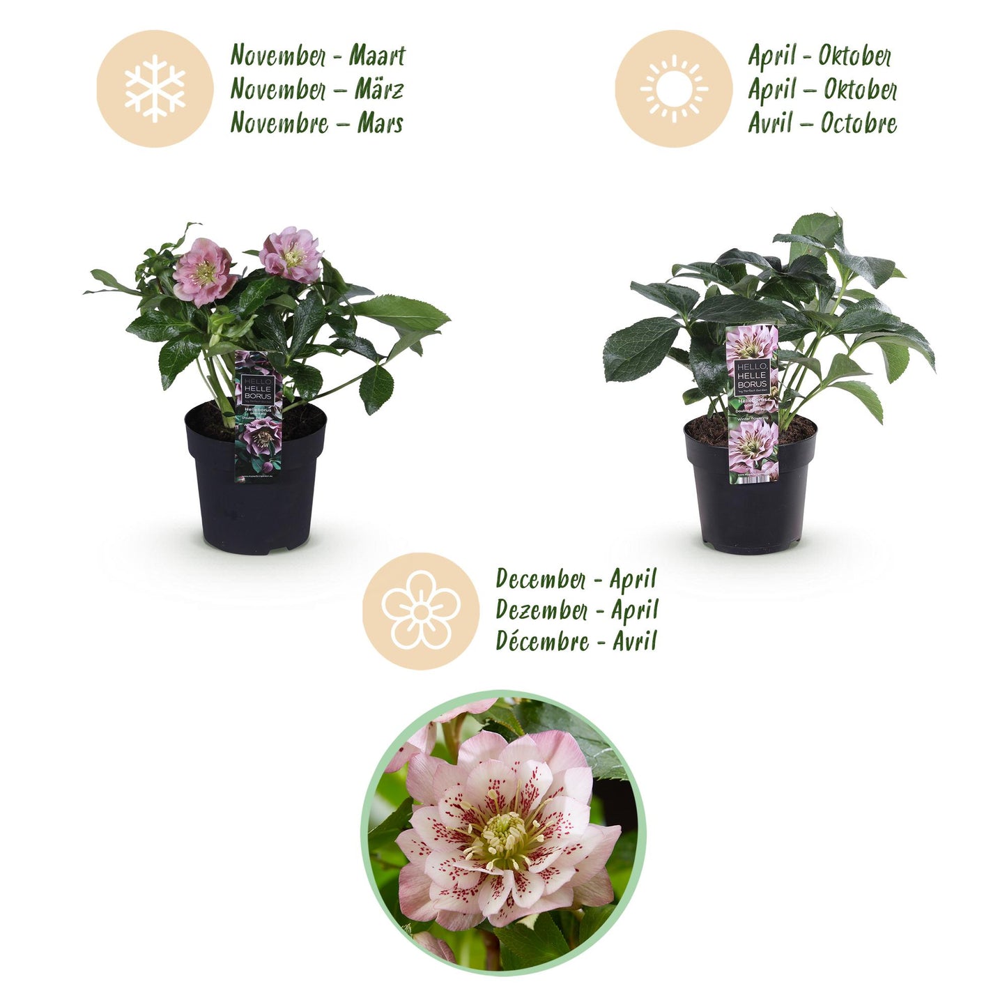 GreenboutiQ - Gartenpflanze - Lenzrose - Helleborus orientalis Double Ellen Pink - Rosa Blüte - 2 Pflanzen - Immergrün - Topf 14cm Höhe 35cm