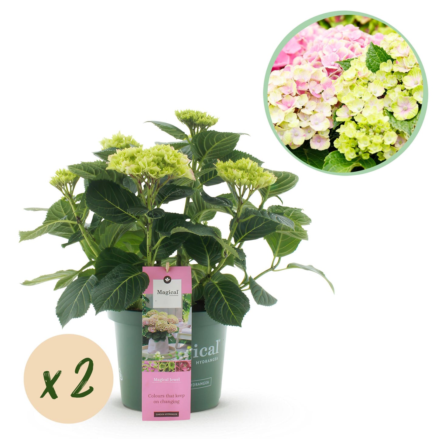 Green boutiQ - Balkonpflanze - Hortensie - Hydrangea Magical Jewel Pink - Rosa - 6-10 Blüten - 2 Pflanzen - Topf 23cm Höhe 55cm