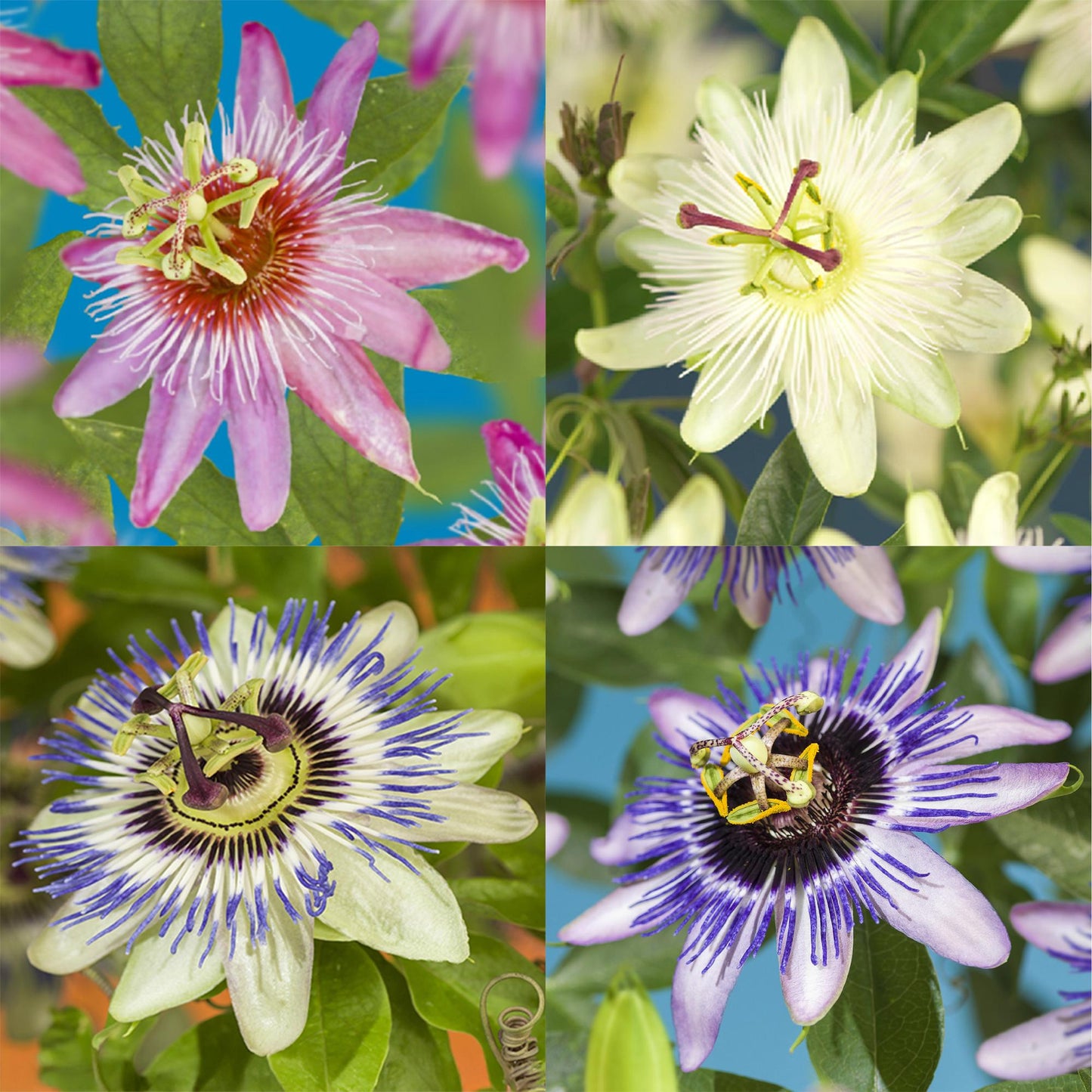 GreenboutiQ - Passionsblume - Passiflora Rainbow - Blume Rosa Weiß Lila Grün - Wenig Pflege - 4 Pflanzen - Topf 11cm Höhe 40cm