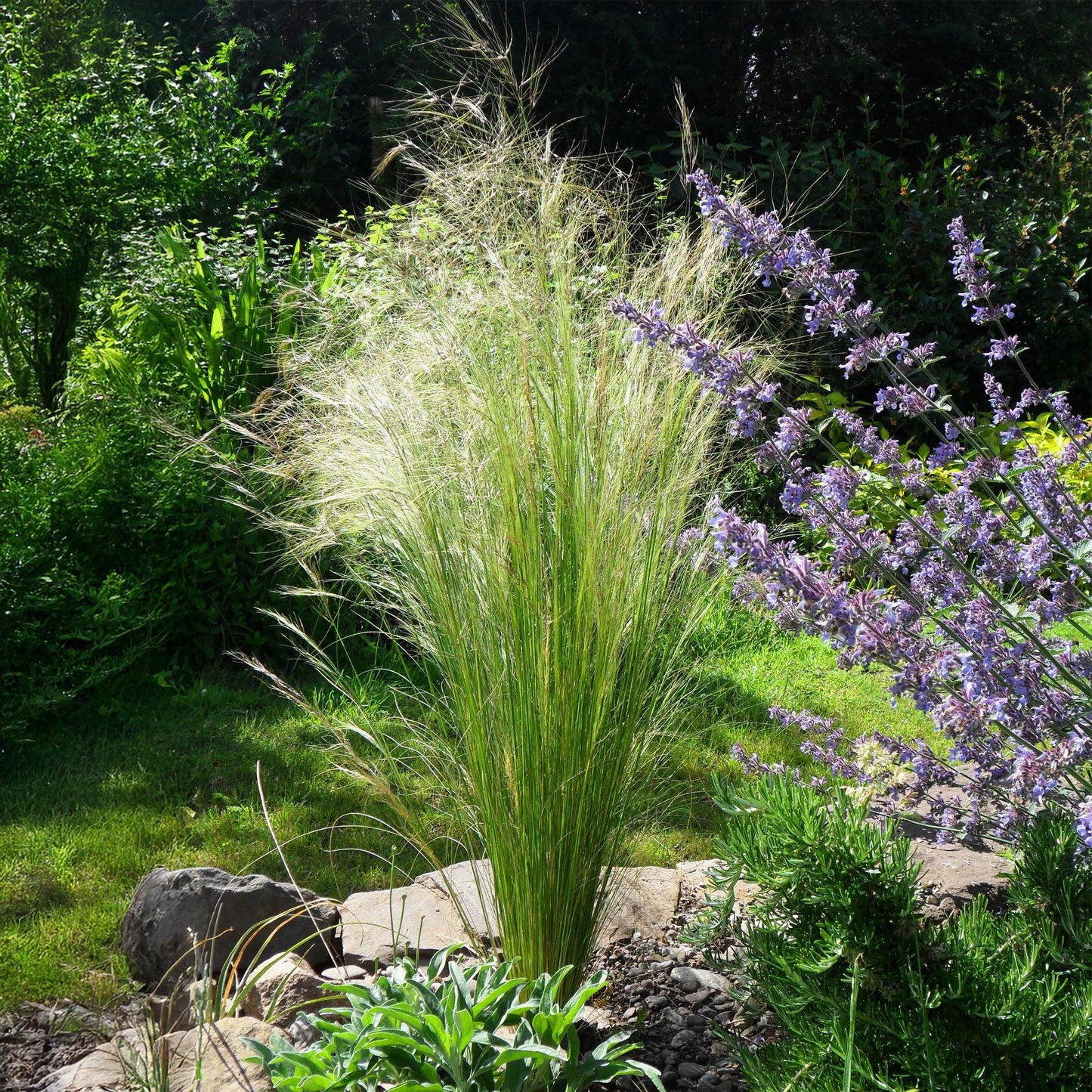 GreenboutiQ - Ziergräser - Stipa tenuifolia Pony Tails - Grün - 4 Pflanzen - Immergrün - Wenig Pflege - Topf 17cm Höhe 50cm