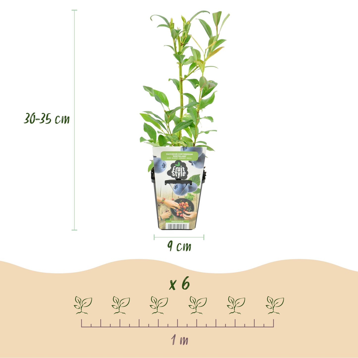 GreenboutiQ - Obstpflanzen - Blaubeere - Vaccinium corymbossum Northland - Winterhart - 3 Pflanzen - Topf 9 cm - Blaubeere