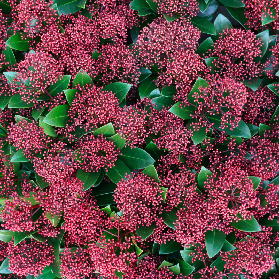 Set mit 3 Skimmia ‚Rubella‘ – Ø 10,5 cm – ↨ 20-25 cm
