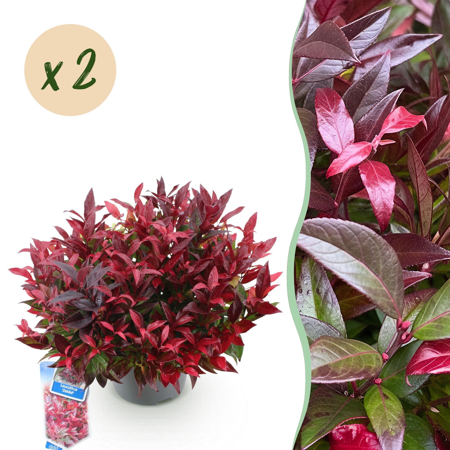 GreenboutiQ - Gartenpflanze - Leucothoe Zeblid - Rot - 2 Pflanzen - Immergrün - Wenig Pflege - Topf 17cm Höhe 45cm
