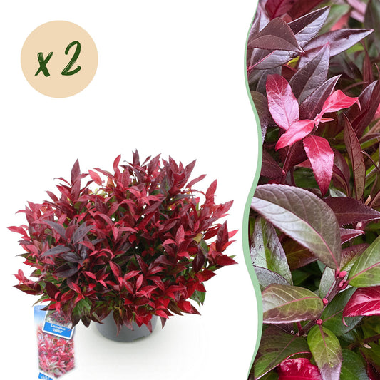 GreenboutiQ - Gartenpflanze - Leucothoe Zeblid - Rot - 2 Pflanzen - Immergrün - Wenig Pflege - Topf 17cm Höhe 45cm