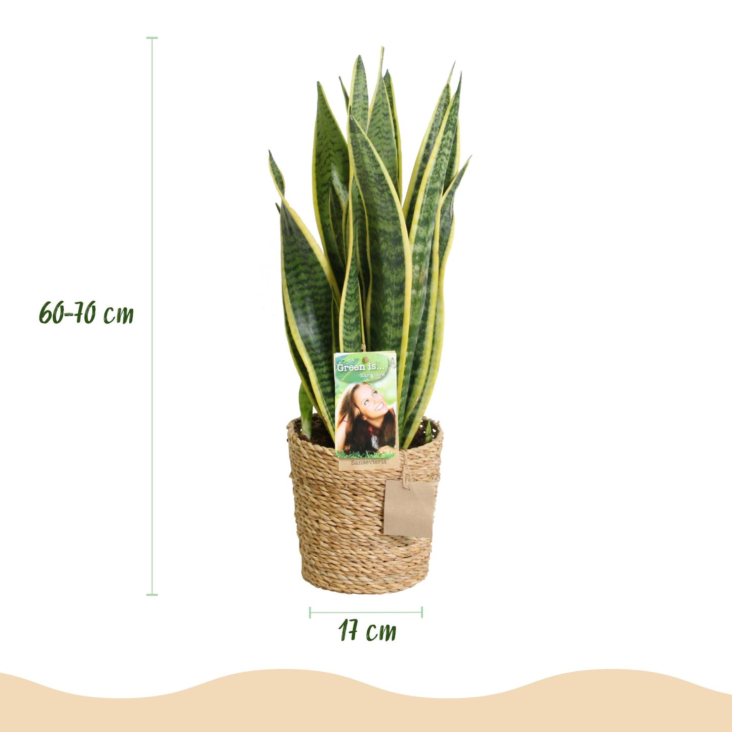 Green boutiQ - Zimmerpflanzen - Sanseveria Laurentii - Schwiegermutterzunge - Pflegeleicht - mit Korb - Grün - Gelb - 2 Pflanzen - Topf 17cm - Höhe 60-70cm