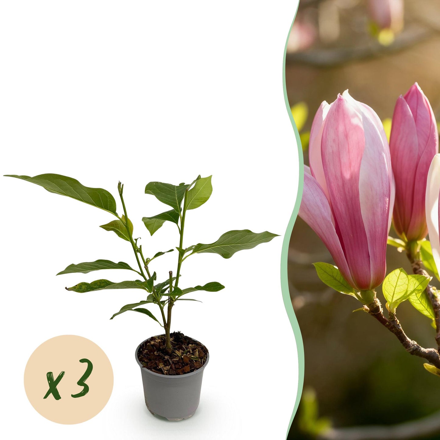 GreenboutiQ - Gartenpflanze - Magnolia Ricki - Blüte Rot - 3 Pflanzen - Laubabwerfend - Wenig Pflege - Topf 12cm Höhe 30cm