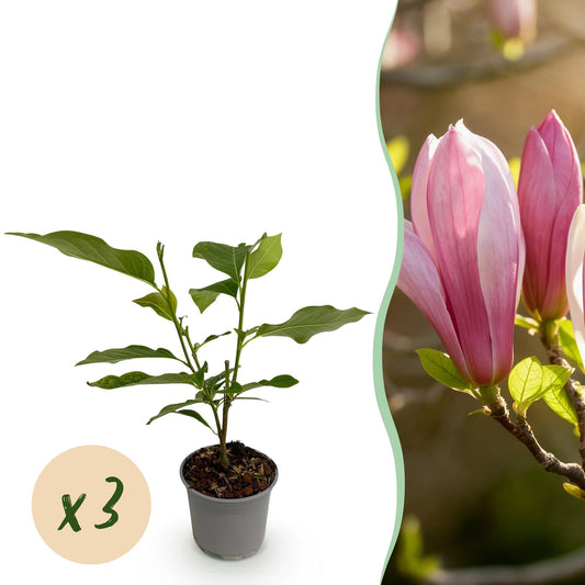 GreenboutiQ - Gartenpflanze - Magnolia Ricki - Blüte Rot - 3 Pflanzen - Laubabwerfend - Wenig Pflege - Topf 12cm Höhe 30cm